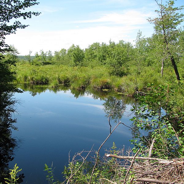 A picture of the Chamberlain Conservation Area shoreline