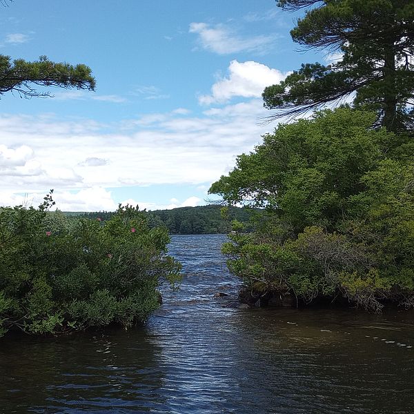 an image of a lake surrounded by trees. This photo was taken at Whittemore Island