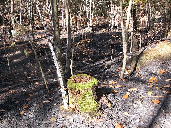 A tree stump showing fire damage at the Calhoun Family Forest