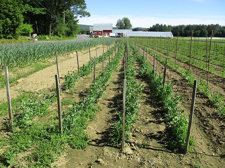 a picture of a row of crops with three barns in the background. 