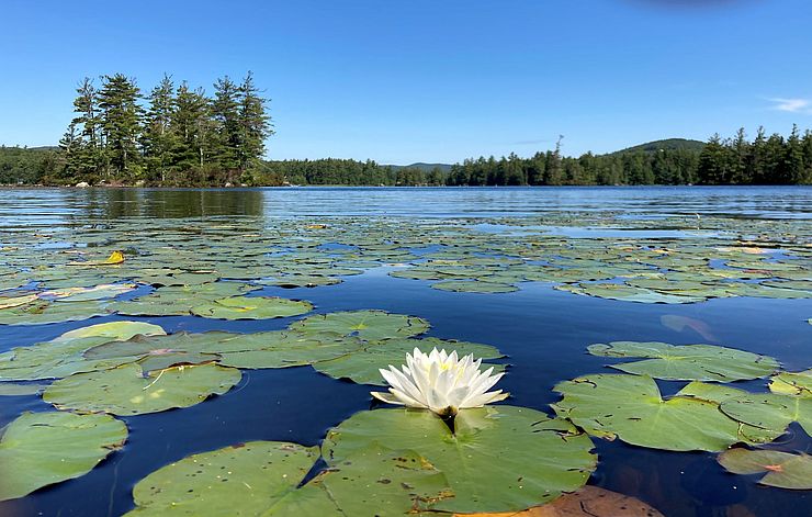 A white water lily in bloom and lily pads floating on Island Pond under a blue sky, with an island in the background.